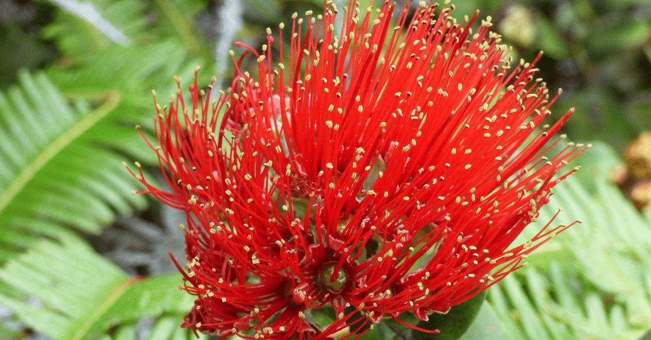 Nā Hoaが歌う「Sweet Lei Lehua」｜Ka'ohu