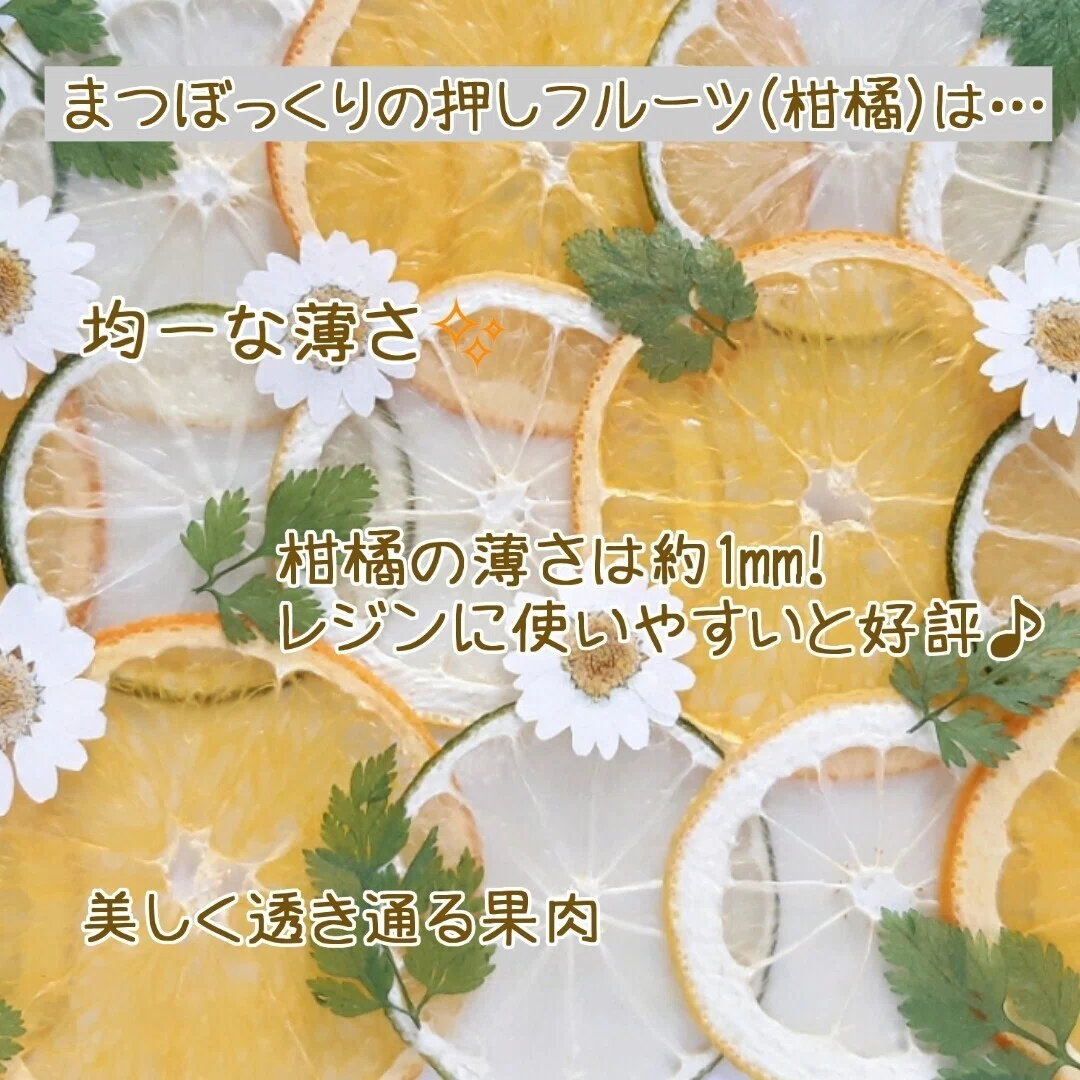 押しフルーツ講座【柑橘マスター編】｜まつぼっくり【押し花作家・動画