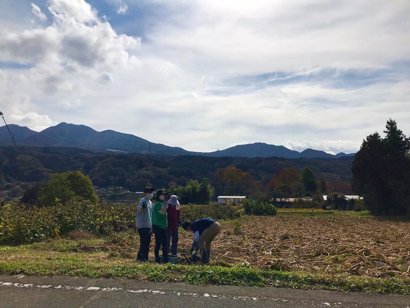 3日目　こんにゃくづくりのとあめのこんにゃく芋堀り