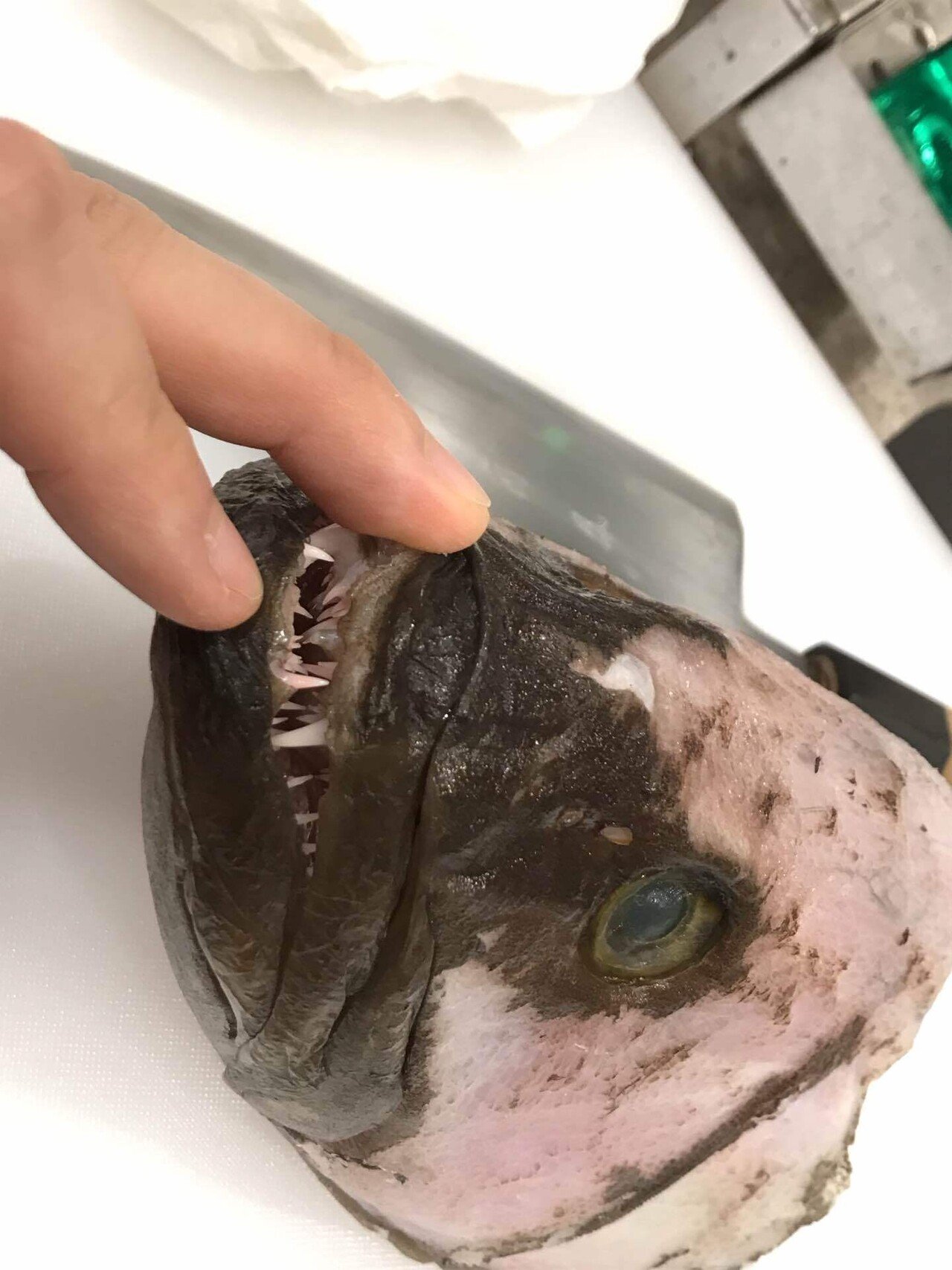 夢にまでみた頭料理 クエをまるごと食べた会 マツダミキヲ 料理人 Note 夢にまでみた頭料理 クエをまるごと食べた会 マツダミキヲ 料理人 Note