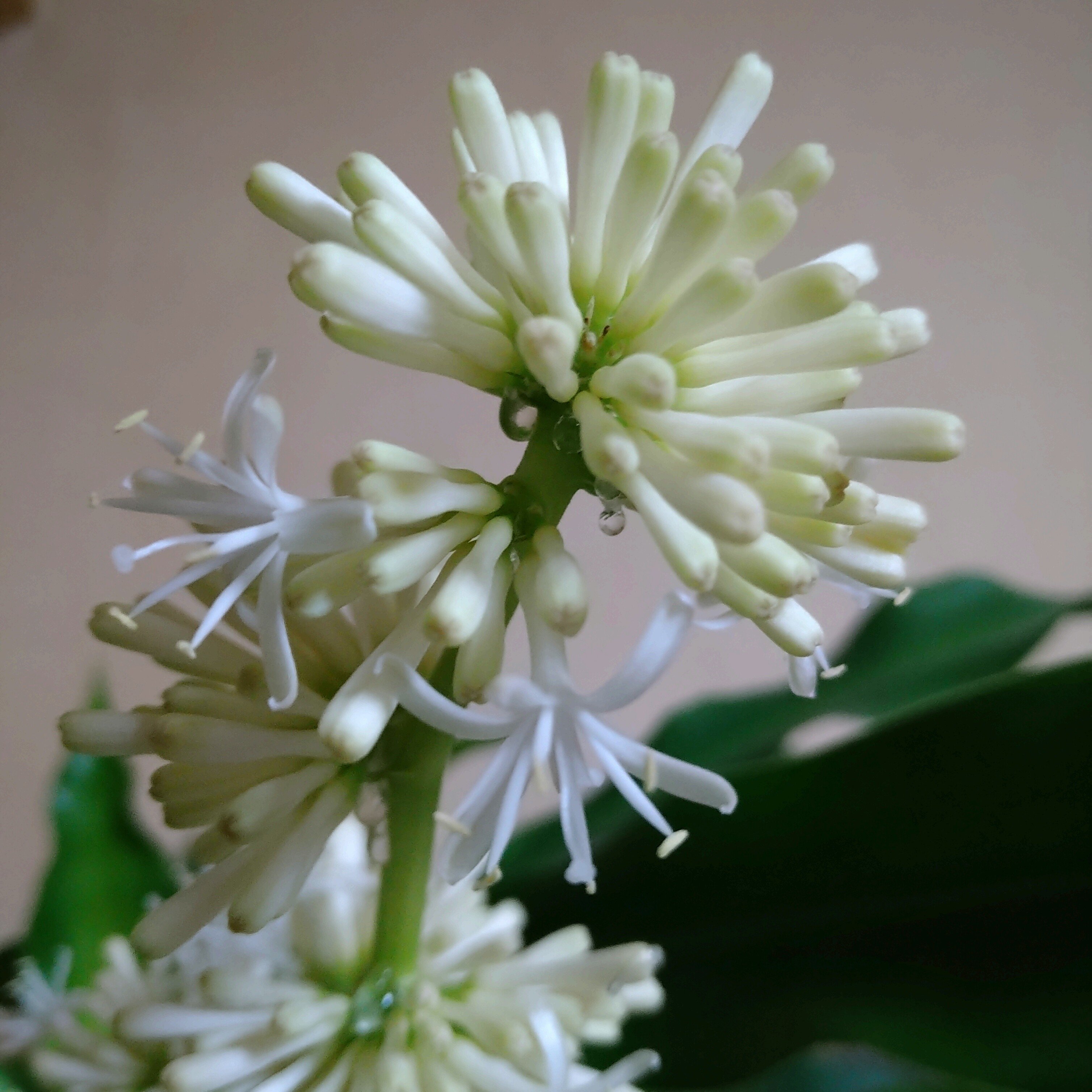 幸福の木の花 の新着タグ記事一覧 Note つくる つながる とどける