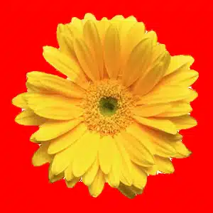 黄花