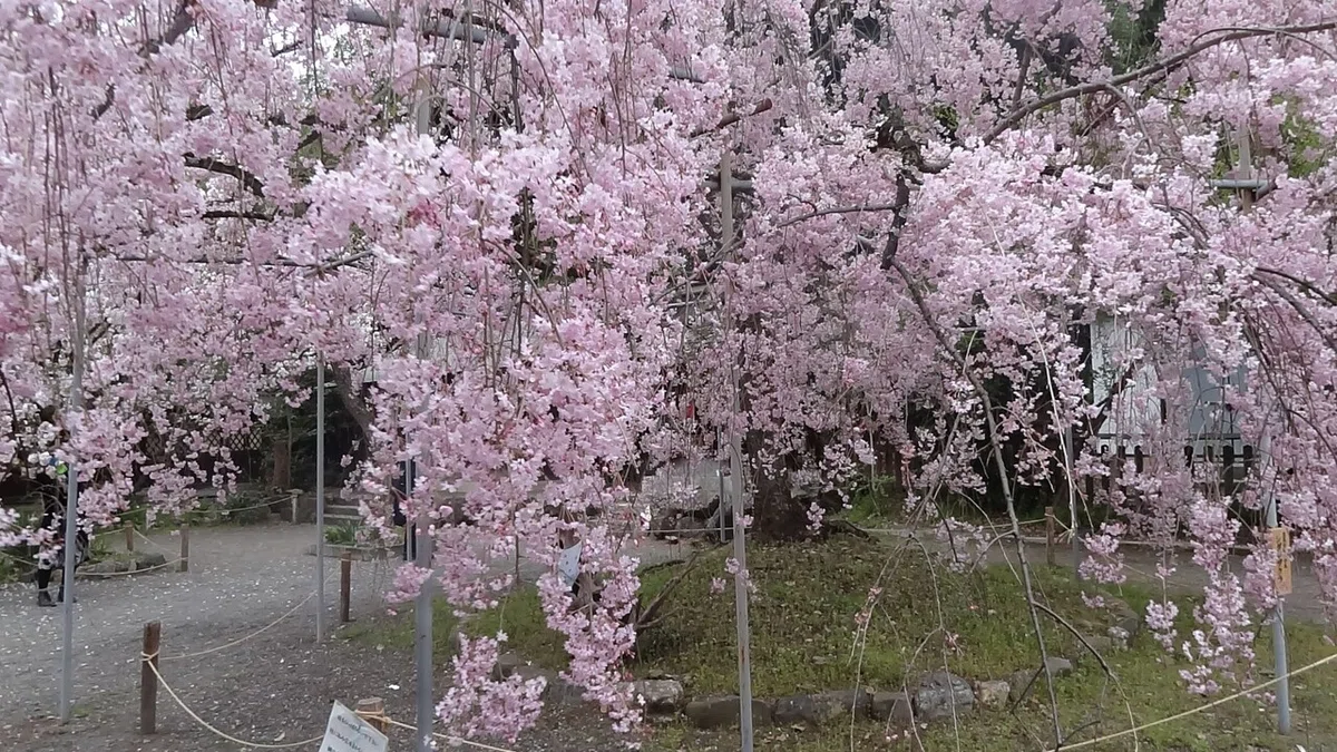 画像19