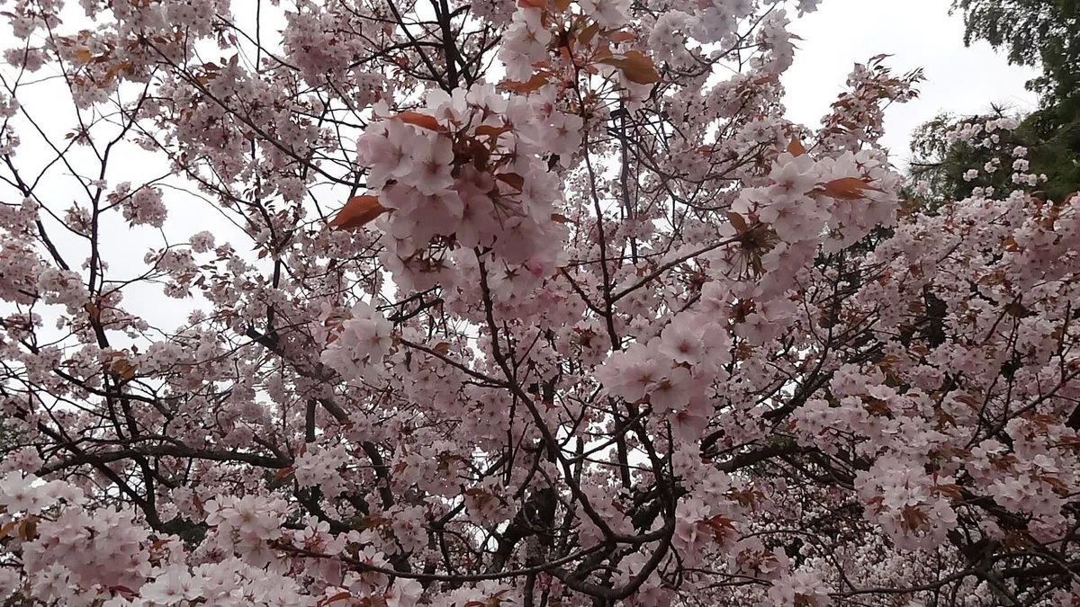 画像20