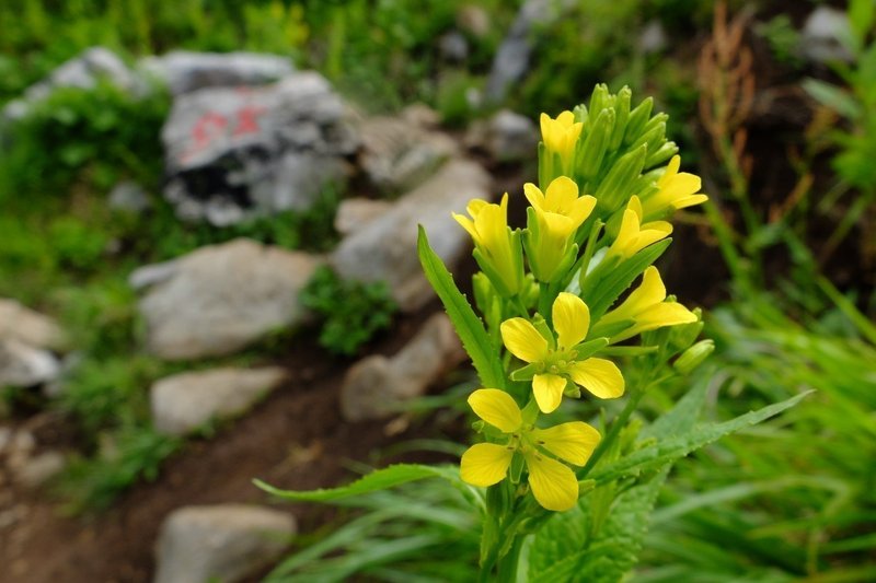 元気が出る黄色の花 キバナハタザオ Hhaannaaiihh Note 元気が出る黄色の花 キバナハタザオ Hhaannaaiihh Note