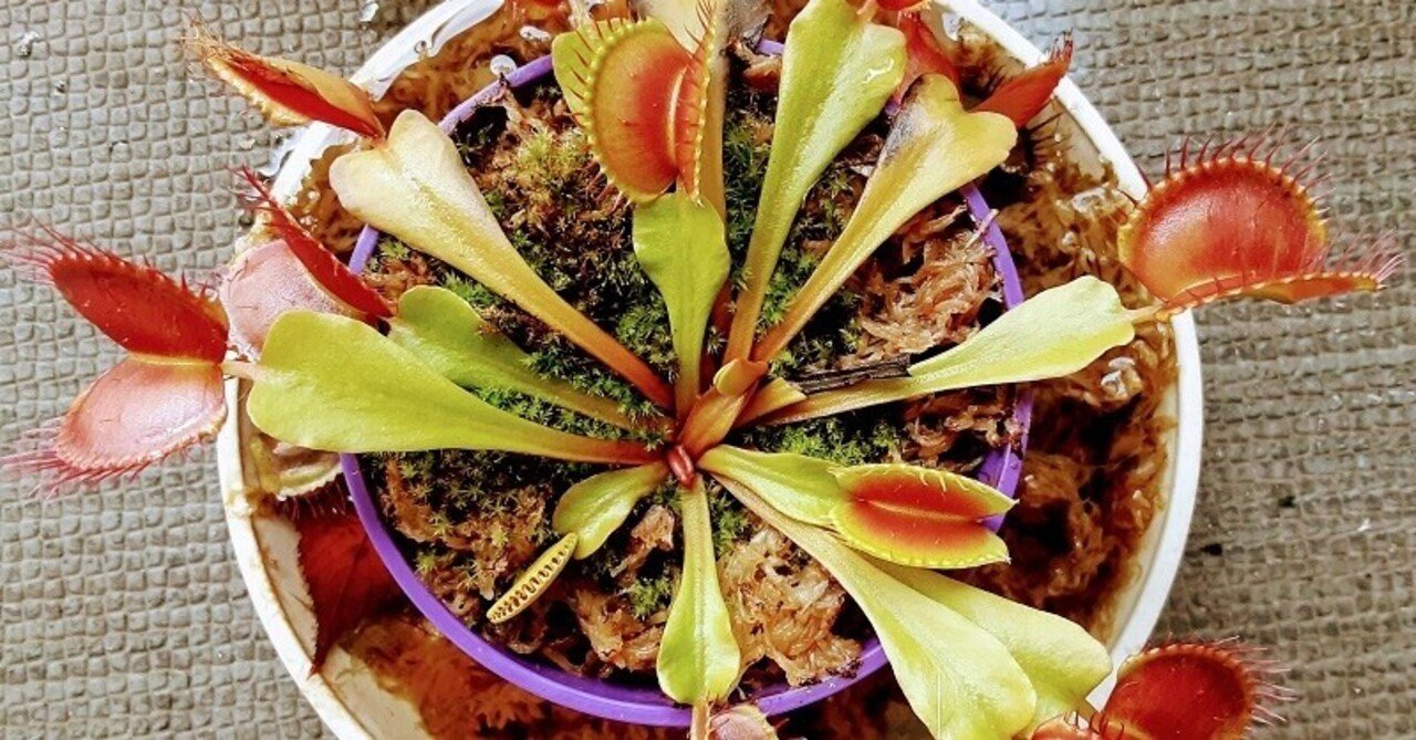 食虫植物 ハエトリグサが枯れてしまうngな昆虫たち 僕はただいま出張中 Sora Note