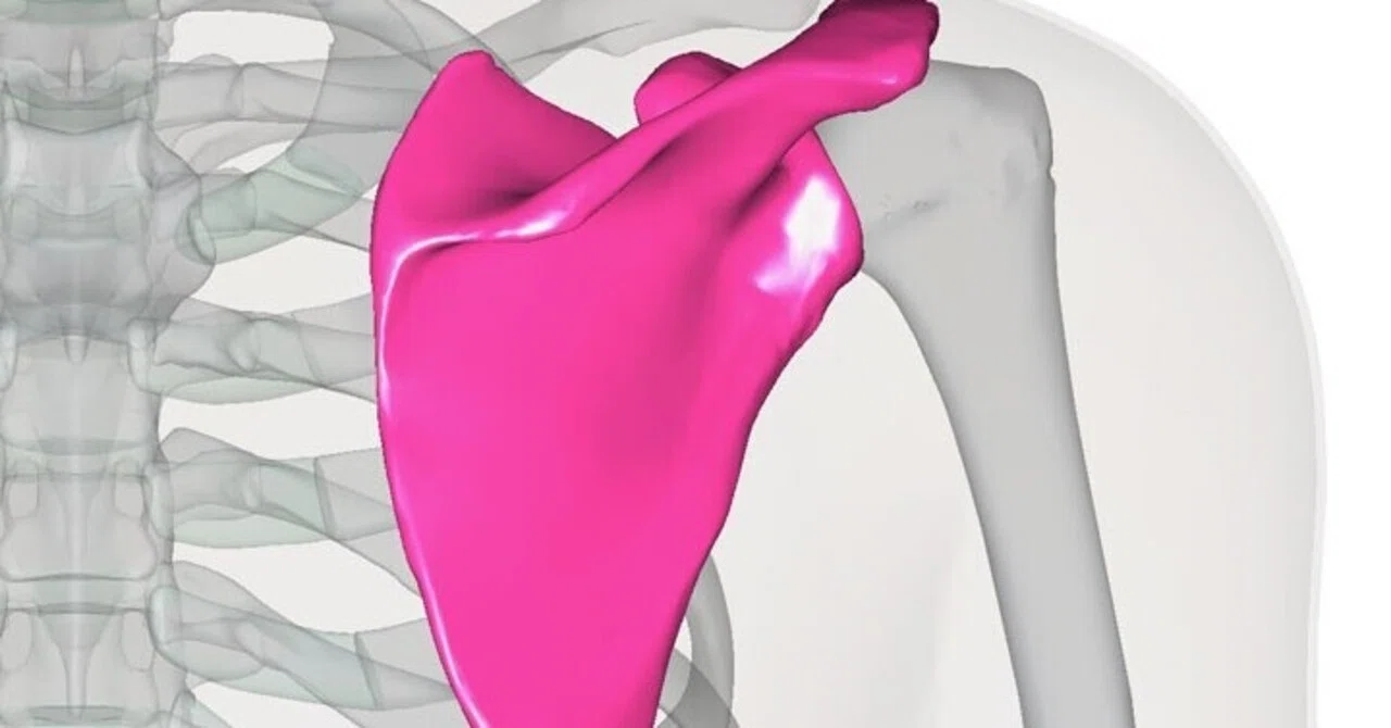 A Thorough Explanation of the Scapula｜中嶌 龍生