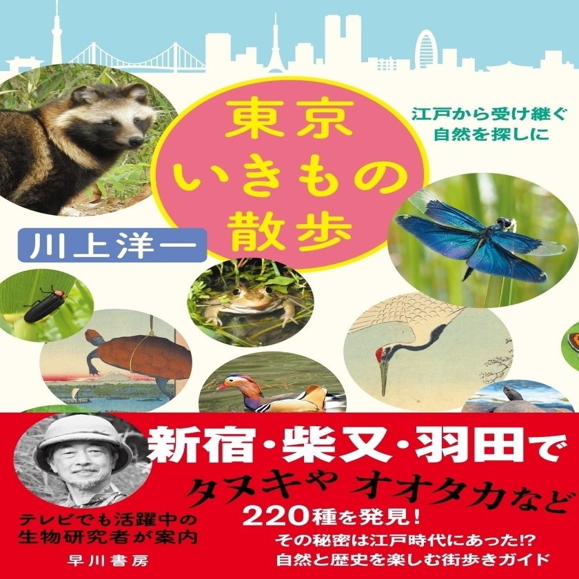 新宿にタヌキ 生息地には意外な歴史あり 連載 東京いきもの散歩 川上洋一 その１ Hayakawa Books Magazines B