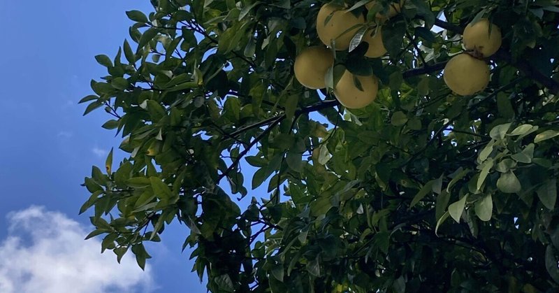 冬の柑橘は問う、朗らかでいる覚悟を（ここは西宮市廣田神社の前）