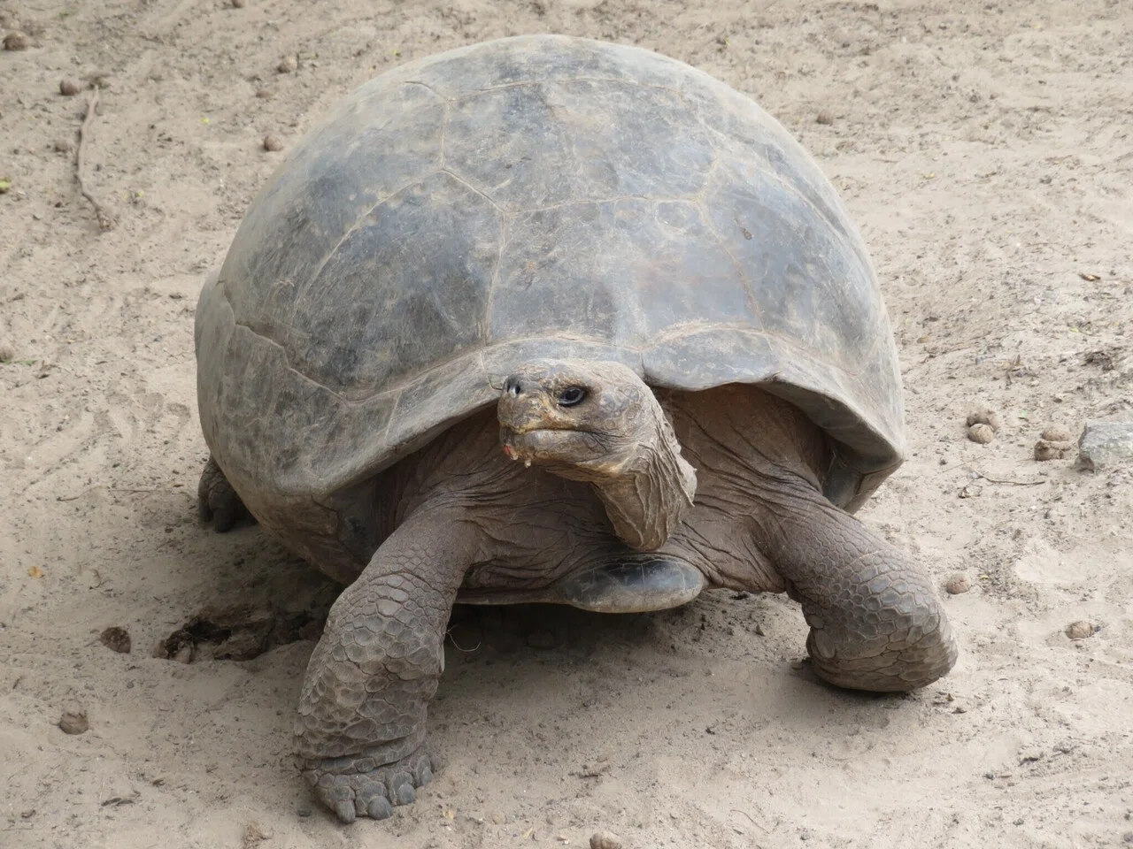 ガラパゴス諸島〜二人の美人看護師さんと旅した動物たちの楽園｜Ken