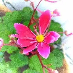 山薄荷