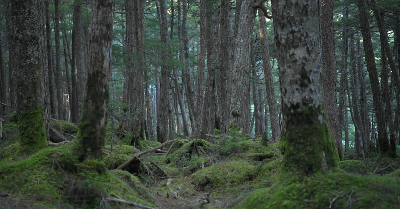 Things I want to tell those diving into a new environment｜koyama346