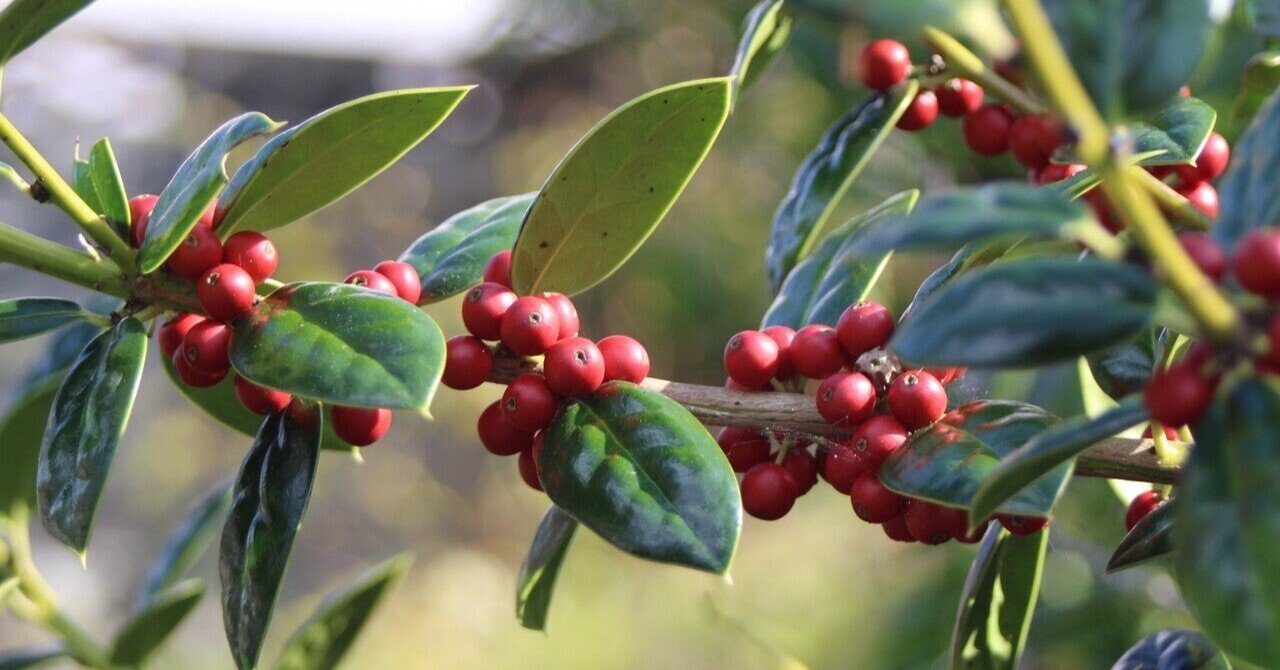 訂正 ヒイラギモチ チャイニーズホーリー の実かもしれない あおはくたき Note 訂正 ヒイラギモチ チャイニーズホーリー の実かもしれない あおはくたき Note