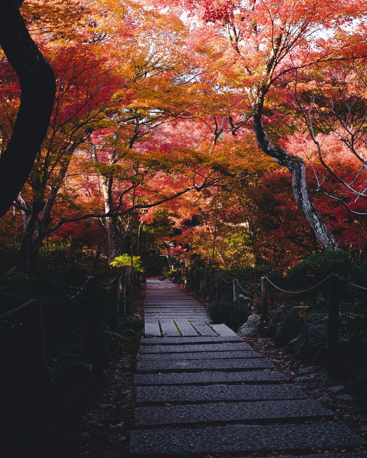 宝筐院で極彩色の紅葉を嗜んだ話｜Nocchi(のっち)