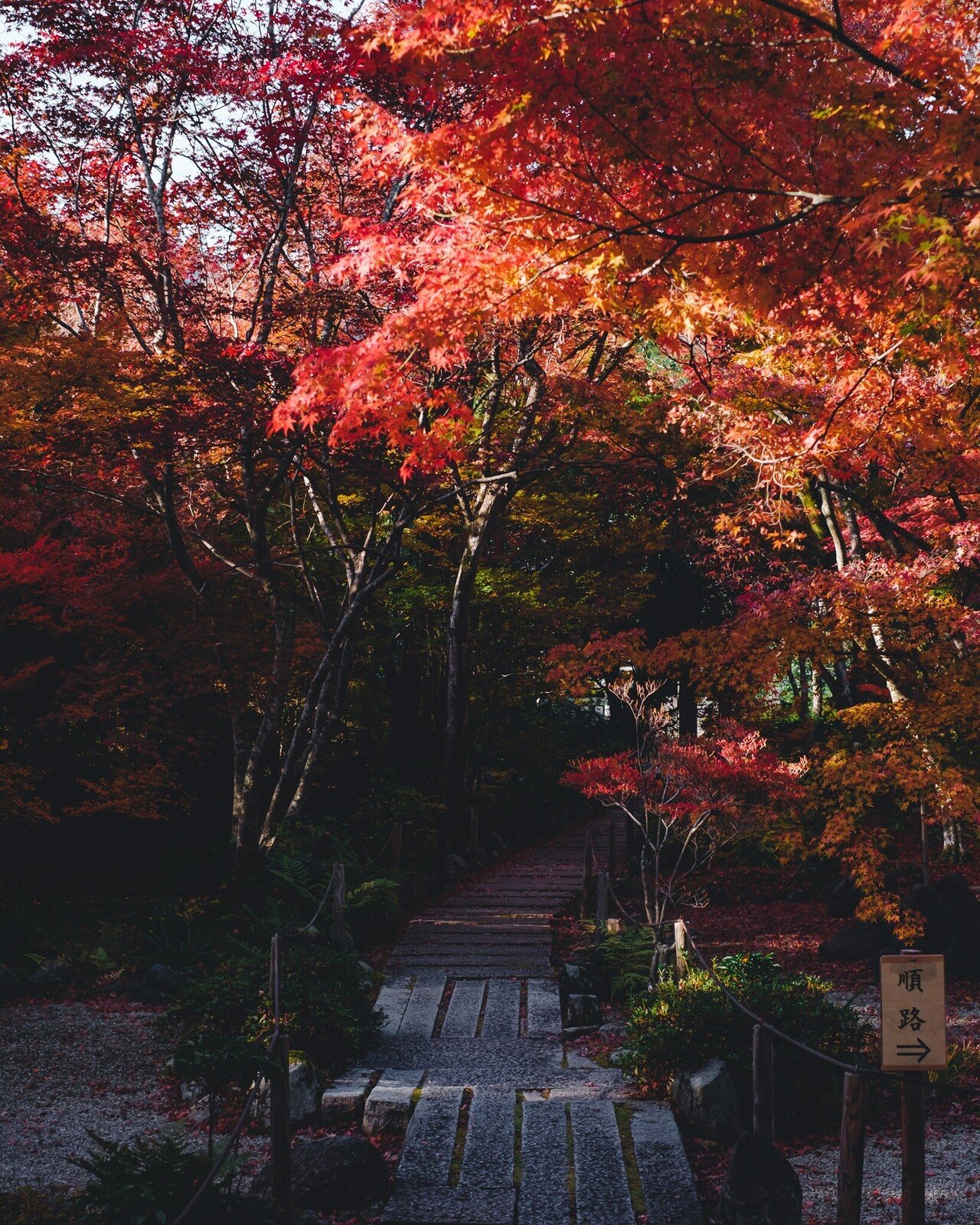 宝筐院で極彩色の紅葉を嗜んだ話｜Nocchi(のっち)