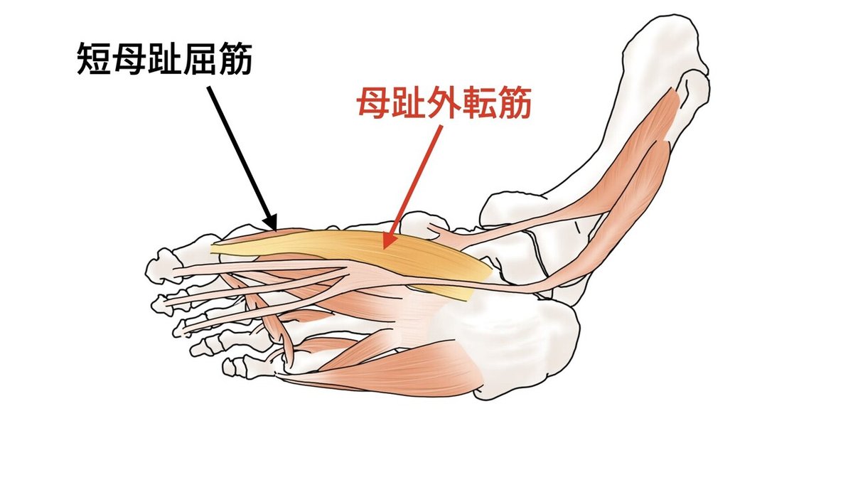 ①母趾外転筋　②母趾外転筋.002