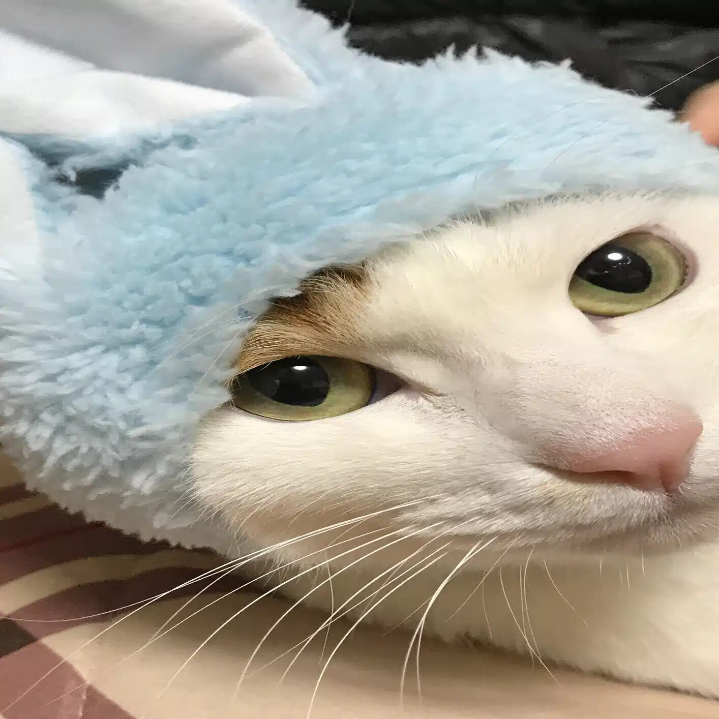 イツモココカラ
