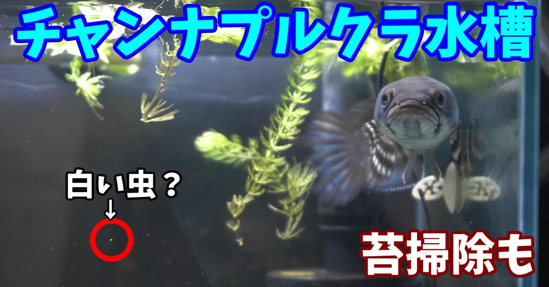 チャンナプルクラ水槽 白い虫が湧く オオハシさん Note