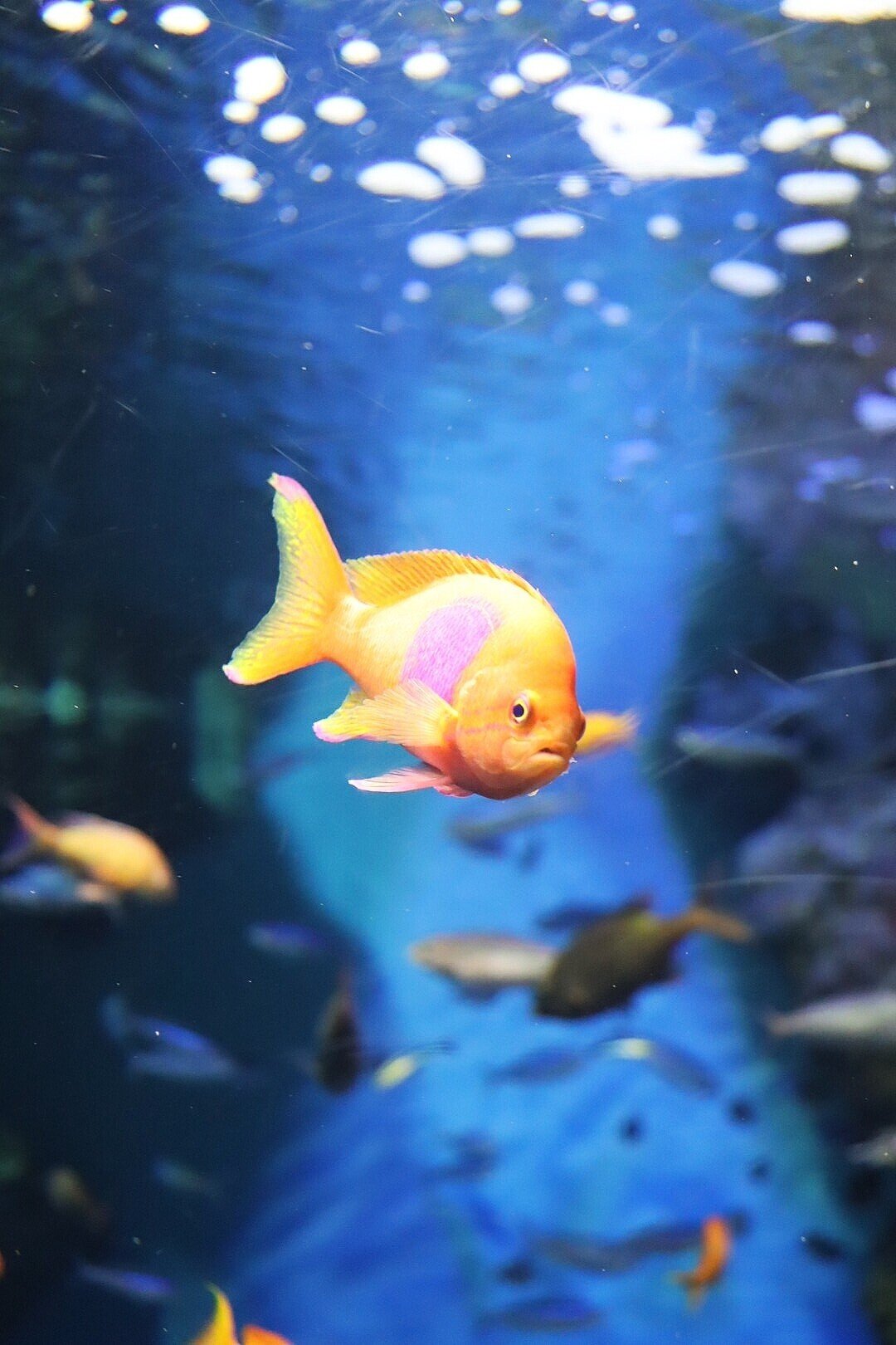 スミレナガハナダイ ひら Note