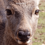 鹿の奈良公園