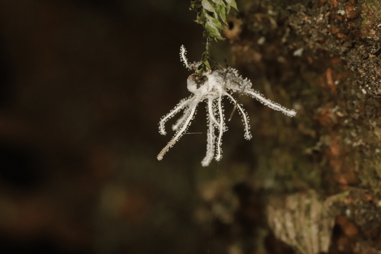 2021初めて見た冬虫夏草だよ｜しんや