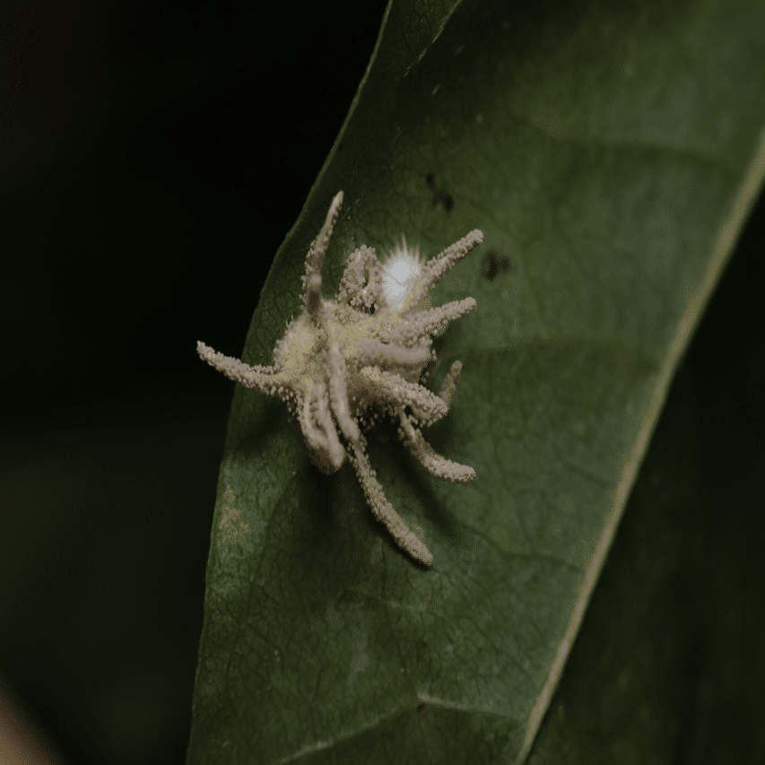 2021初めて見た冬虫夏草だよ｜しんや
