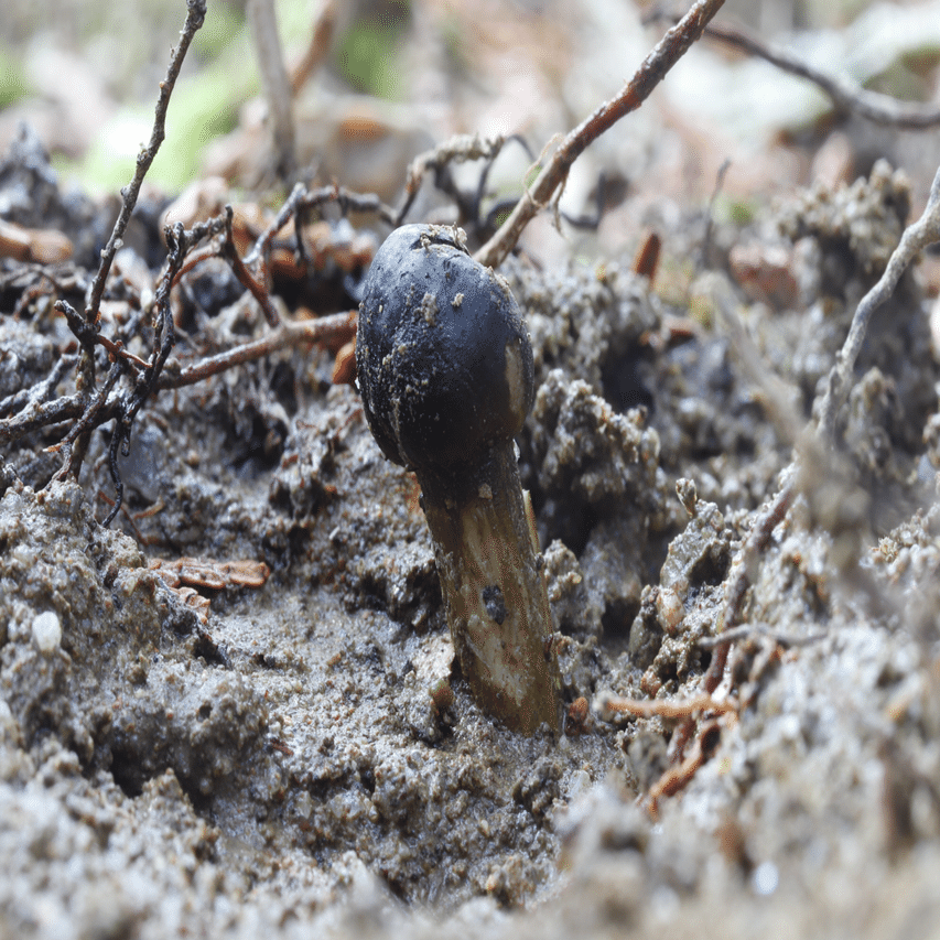 2021初めて見た冬虫夏草だよ｜しんや