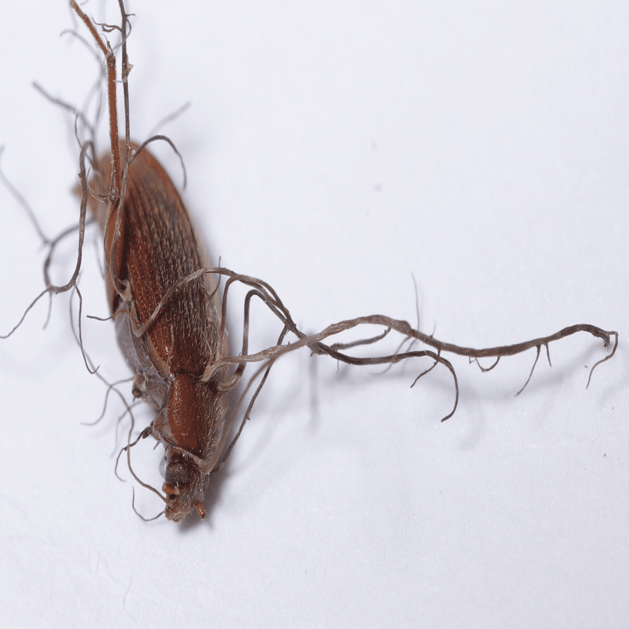 2021初めて見た冬虫夏草だよ｜しんや