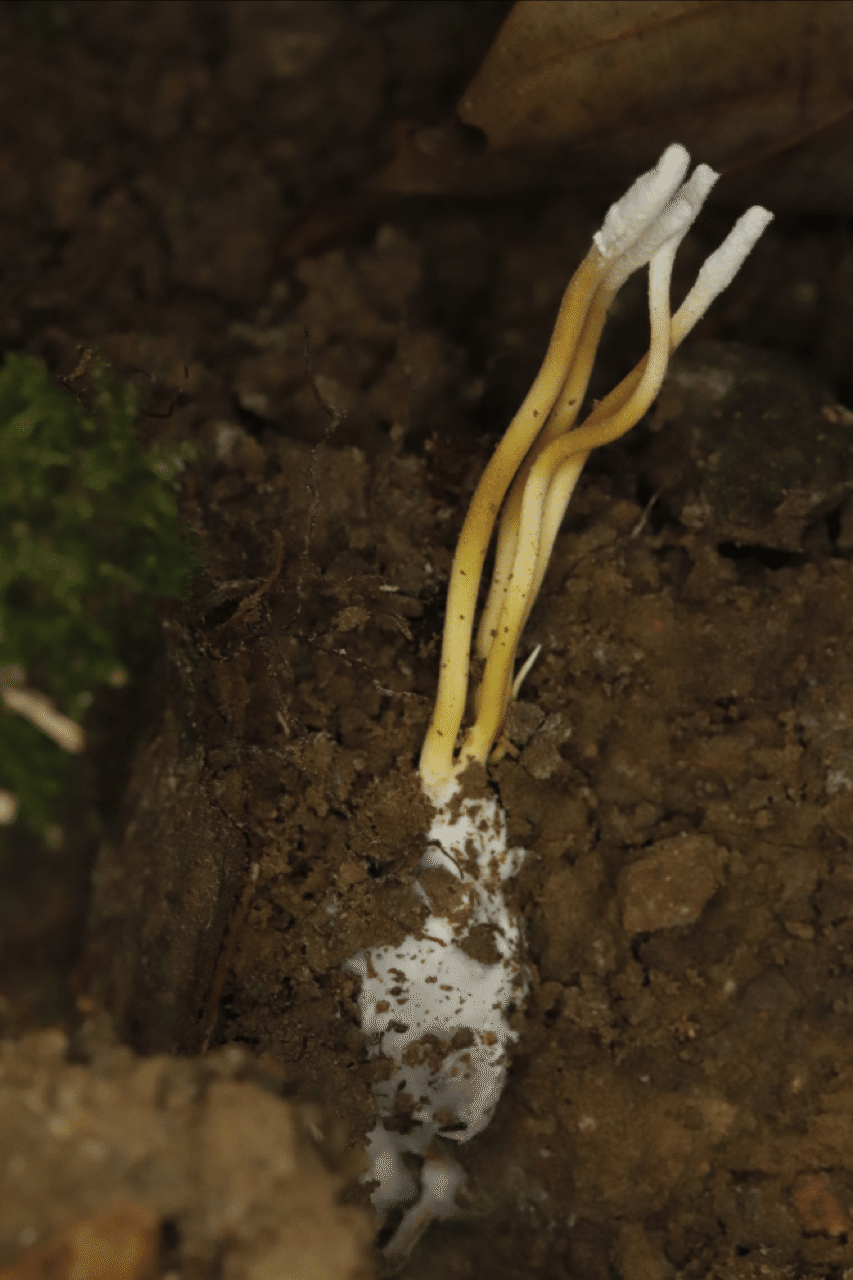 地中に菌糸に覆われたセミの幼虫