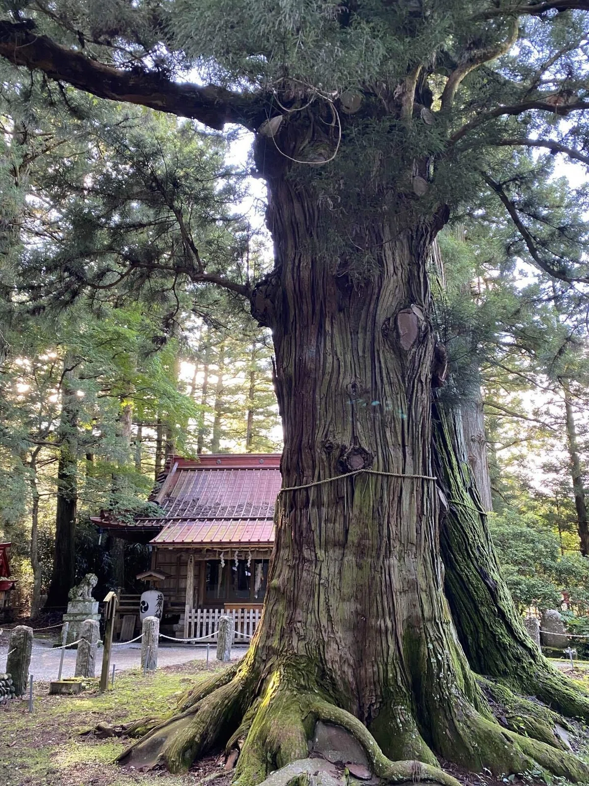 画像44