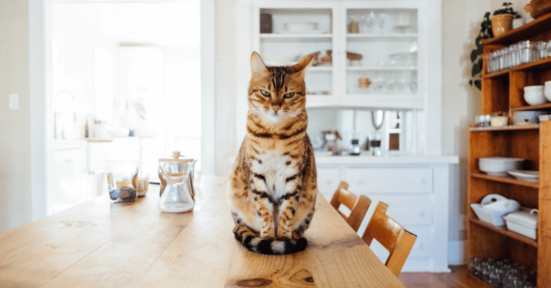 猫は人の言葉がわかるらしい の新着タグ記事一覧 Note つくる つながる とどける