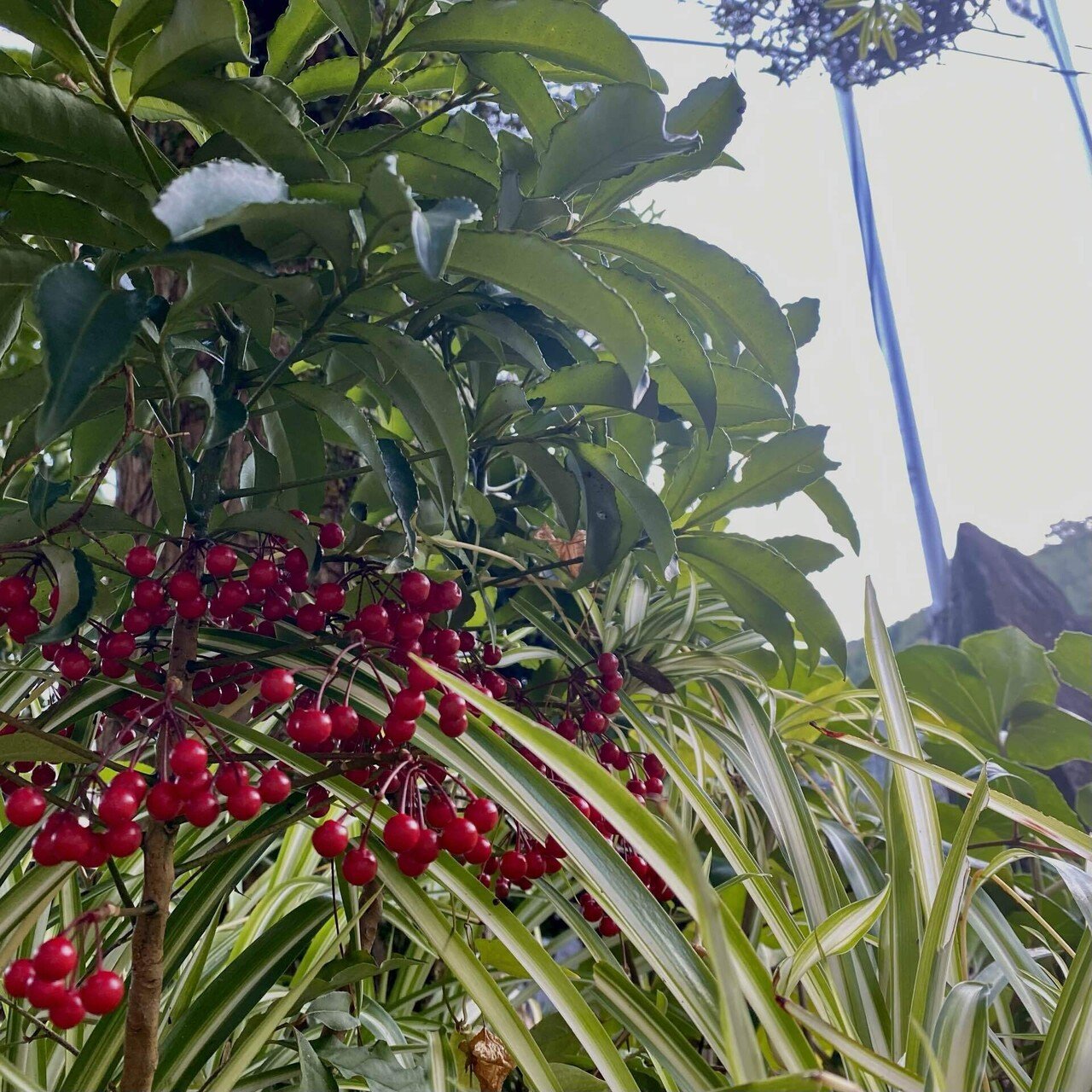 ★縁起のよい実もの！【万両】実付き 　※発送方法に2通り有り！！コメントを！ ☆縁起のよい実もの！【万両】実付き ※発送方法に2通り