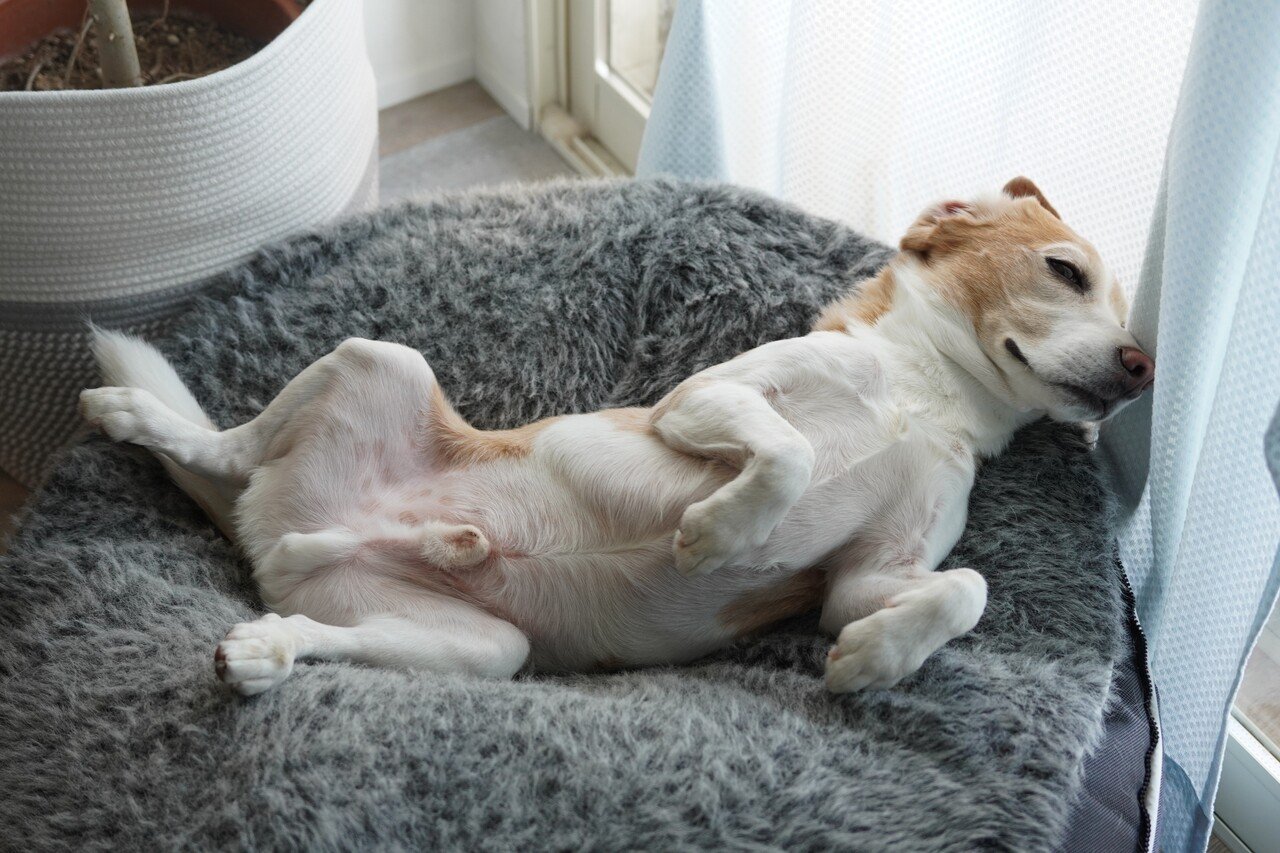 犬のいる暮らし 古賀史健 Note 犬のいる暮らし 古賀史健 Note