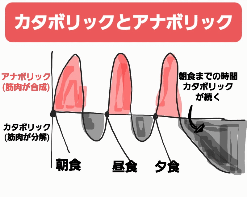 筆者手書きの図^^　カタボリック　アナボリック