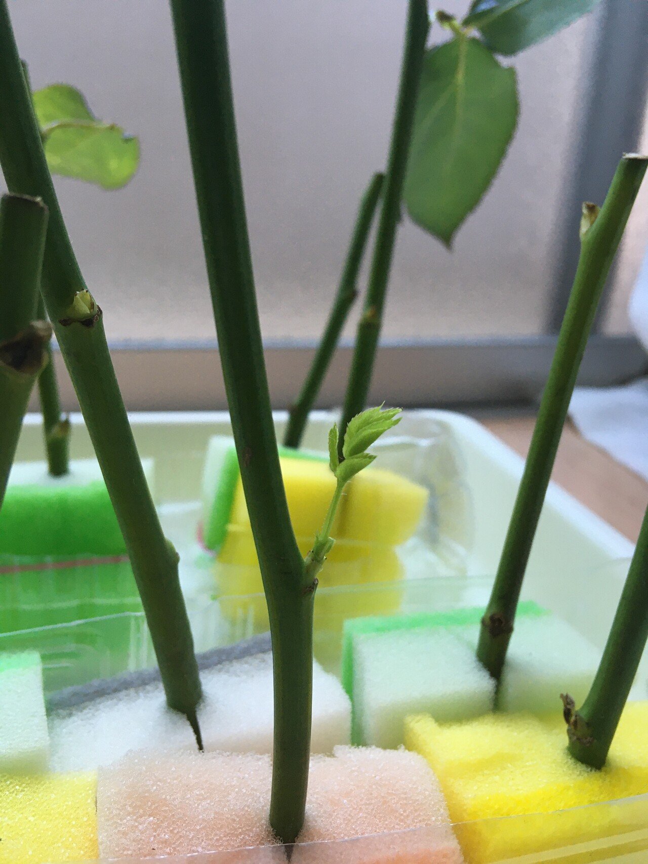 FR バラ 挿し穂 ４本 FR バラ 挿し穂 4本 枝・実・果実