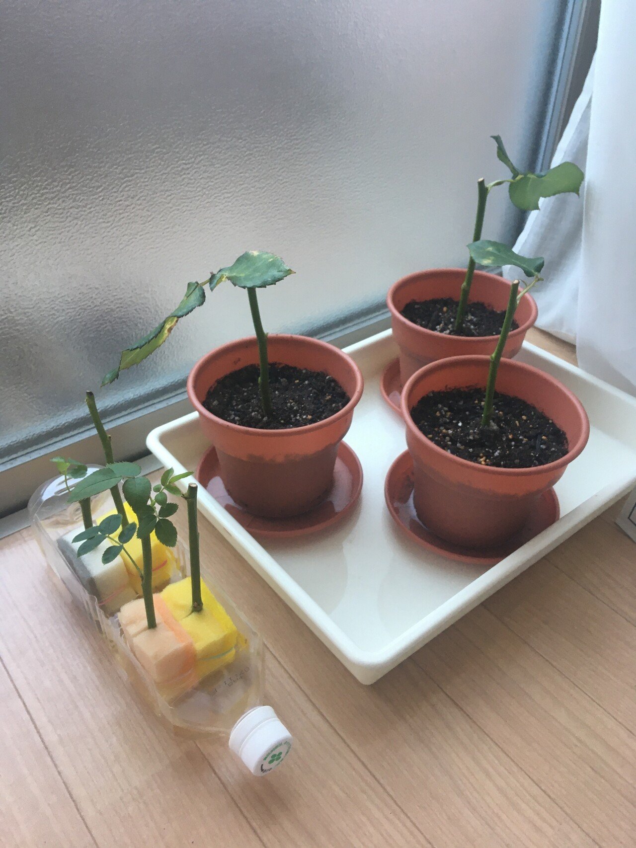 バラの挿し木の観察日記｜こゆうち