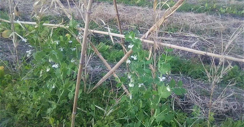 竹藪 の新着タグ記事一覧 Note つくる つながる とどける