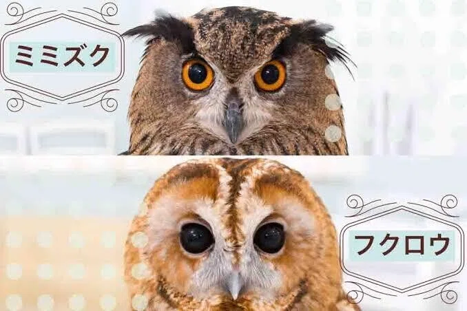 第1860回 不思議なフクロウ ⑴｜翆野 大地