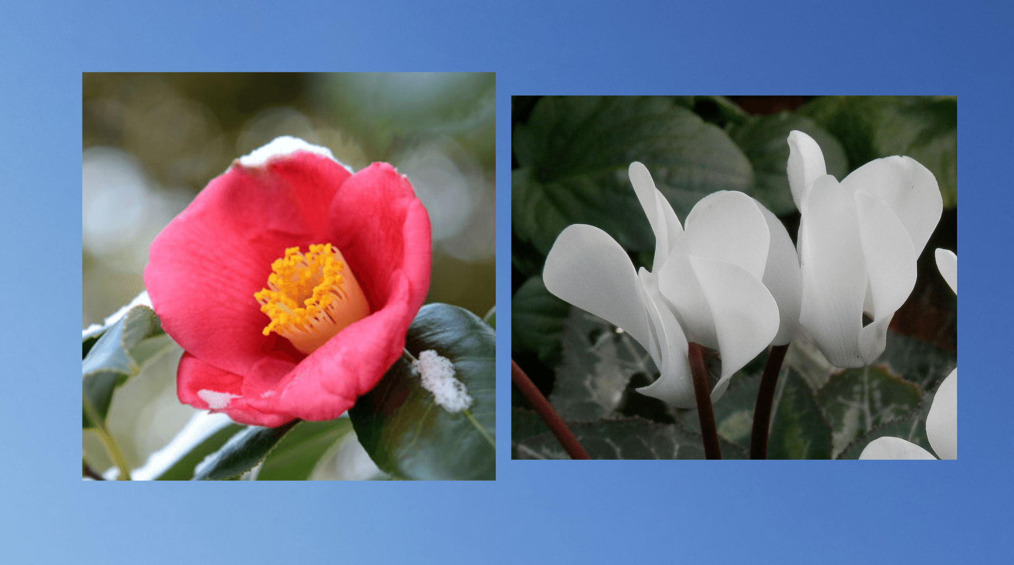 白いシクラメン の新着タグ記事一覧 Note つくる つながる とどける