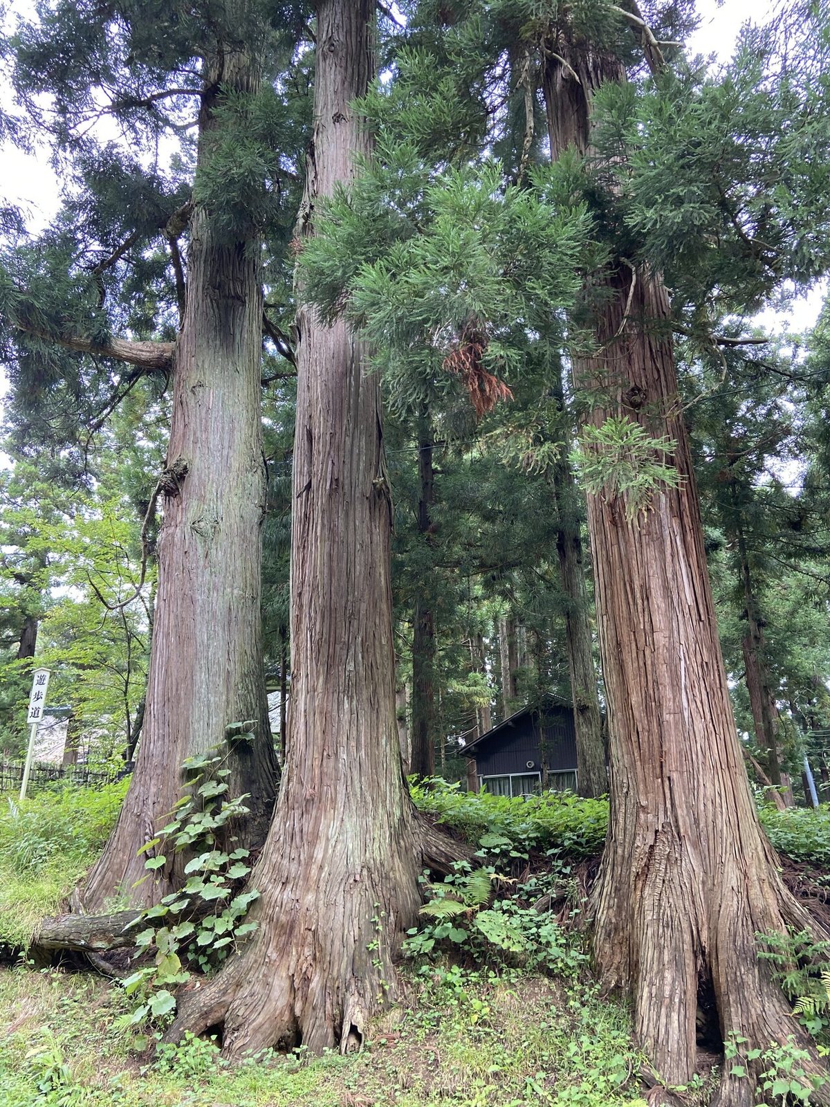 あけび蔓 青森県岩木山 ランナー