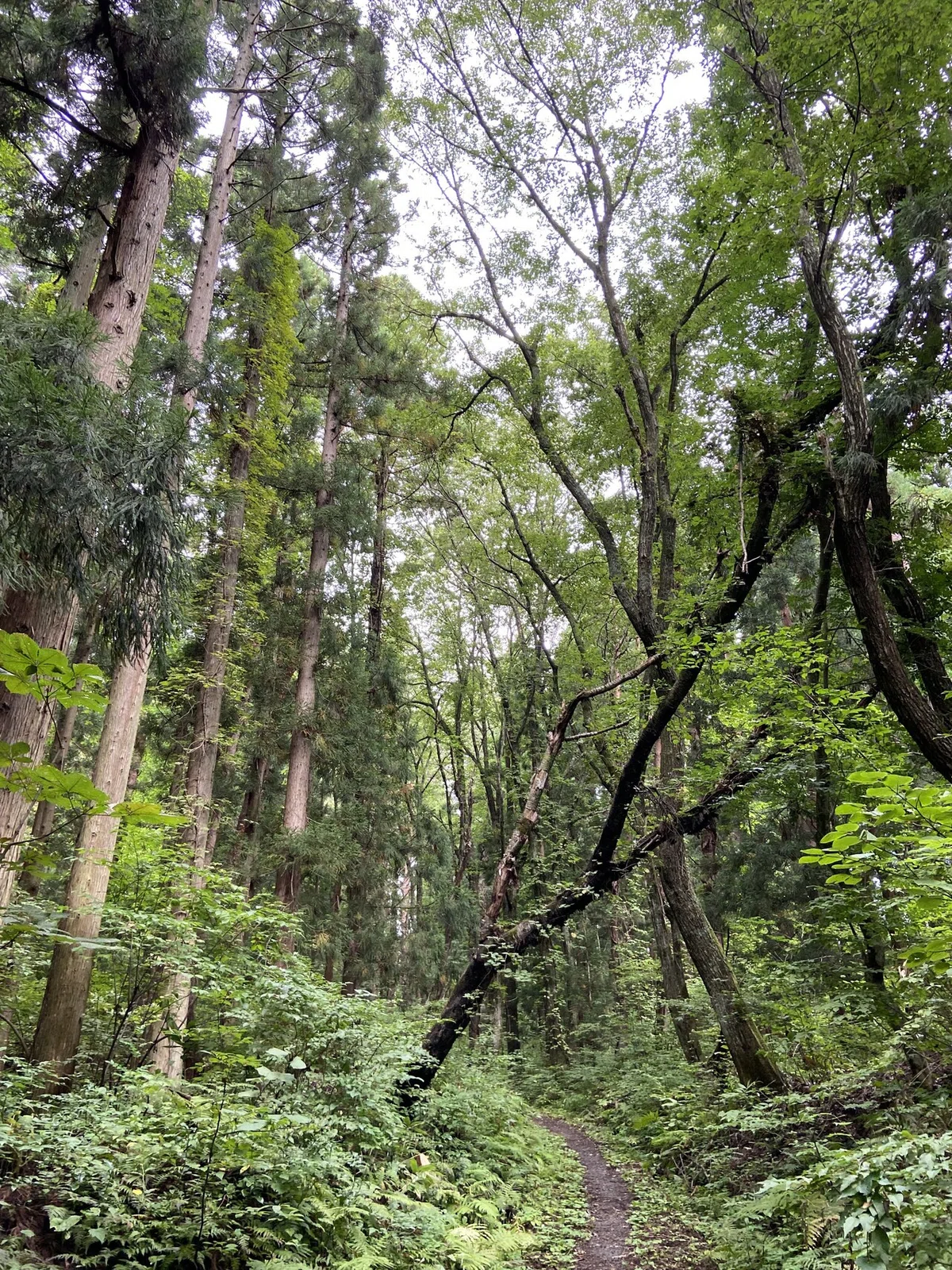 東北フォレストジャーニー その5 岩木山 〜垂直分布ウォッチング