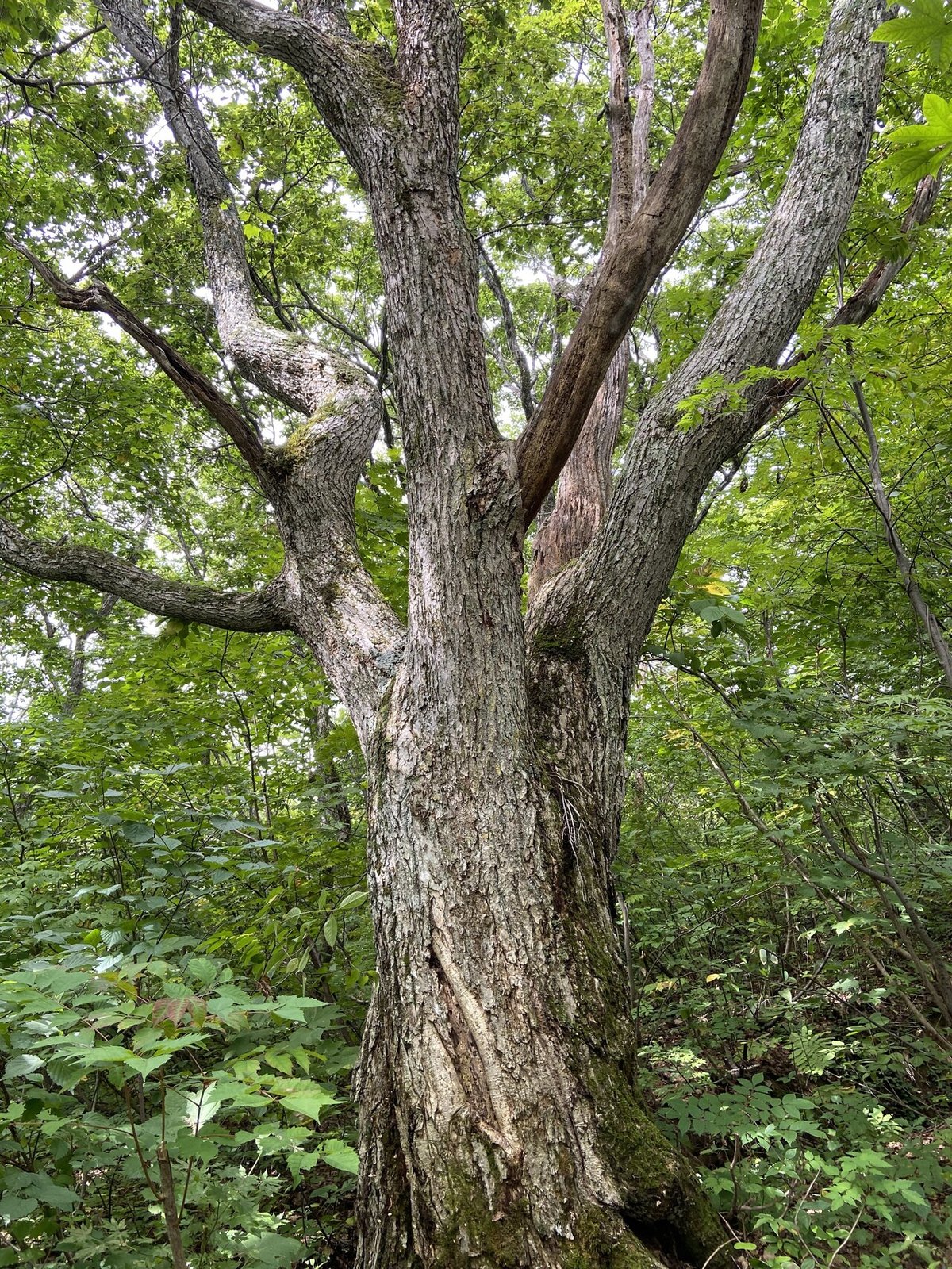 山で育てたヤマコウバシ /827 山で育てたヤマコウバシ /827