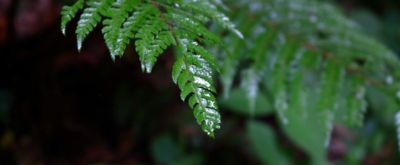 梅雨の山のコンサート