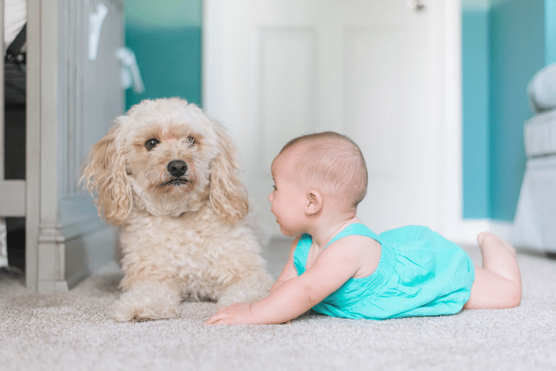 赤ちゃん　犬　かわいい