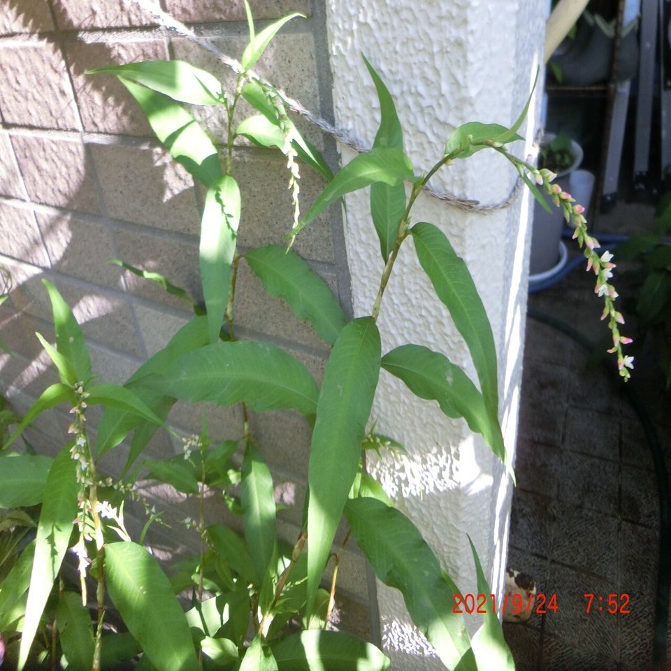 週末投稿 つれづれ有用植物 46 タデ科イヌタデ属 ヤナギタデ Pingubanana Note