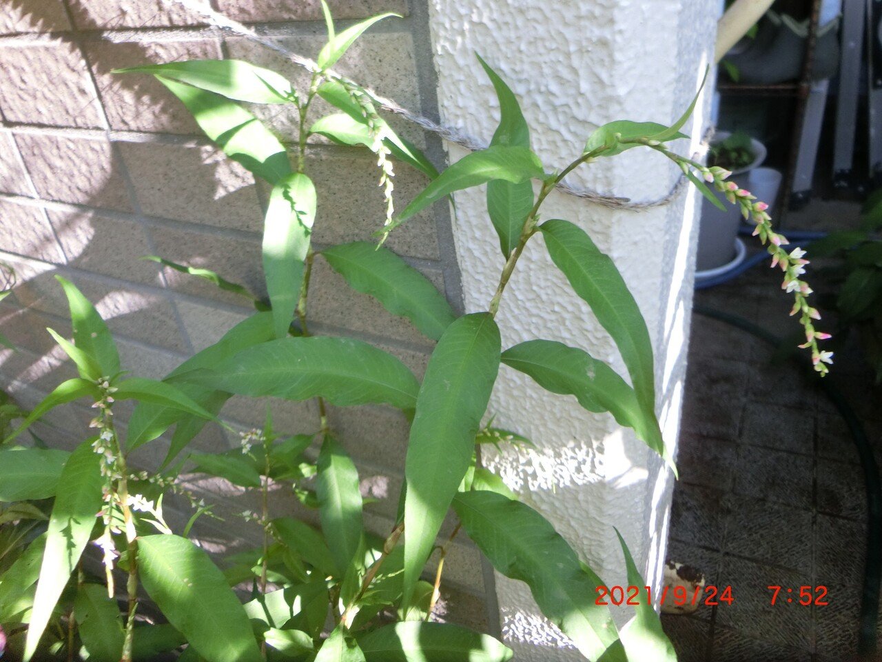 週末投稿 つれづれ有用植物 46 タデ科イヌタデ属 ヤナギタデ Pingubanana Note 週末投稿 つれづれ有用植物 46 タデ科イヌタデ属 ヤナギタデ Pingubanana Note