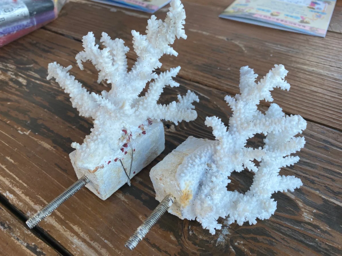 くくりつけたサンゴの様子。海に潜ってこれを植えます。