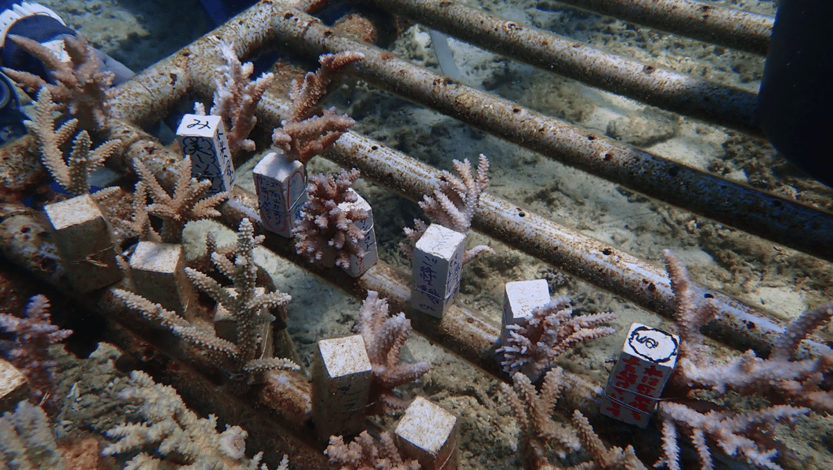 戸川みゆきさんと潜った海で実際に植えられているサンゴの様子。