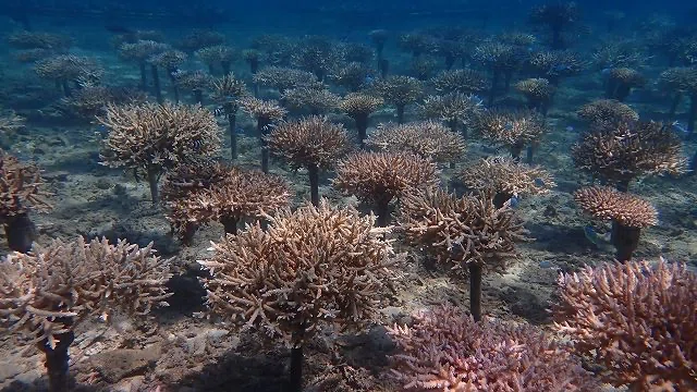 植えたサンゴが大きくなった様子。
