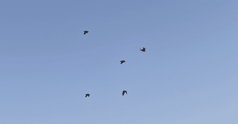 「家路を急ぐ野鳥さん」